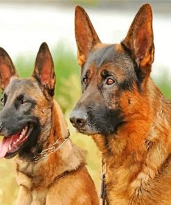 Belgian Malinois Dogs paint by numbers