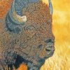 Bison Head Animal paint by numbers