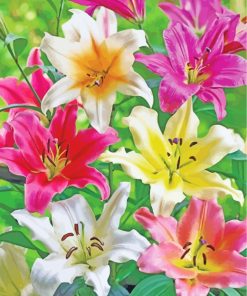 Blooming Lilies Flowers paint by numbers