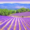 Blooming Lavender Field Provence paint by numbers