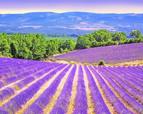 Blooming Lavender Field Provence paint by numbers