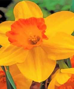 Blooming Orange Daffodil paint by numbers