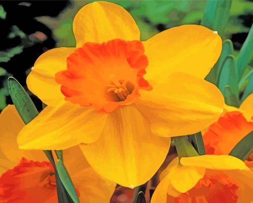 Blooming Orange Daffodil paint by numbers