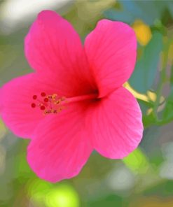 Blooming Pink Hibiscus paint by numbers