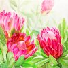 Blooming Pink Protea Flowers paint by numbers