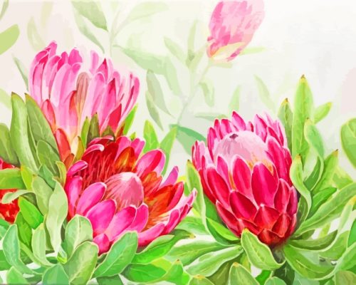 Blooming Pink Protea Flowers paint by numbers