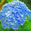 Blue Hydrangeas Flowers paint by numbers