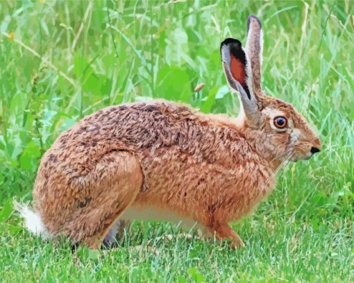 Brown Hare Animal paint by numbers