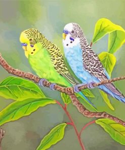 Aesthetic Budgie Birds paint by numbers