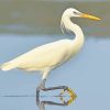 Chinese Egret Bird paint by numbers