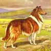 Collie Dog With Sheep paint by numbers