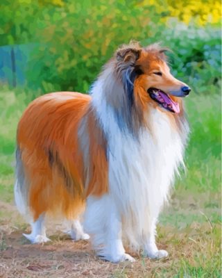 Collie Dog paint by numbers