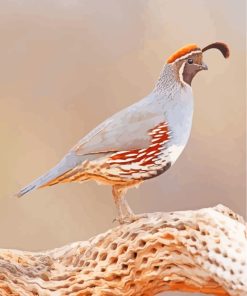 Common Quail Bird On Branch paint by numbers