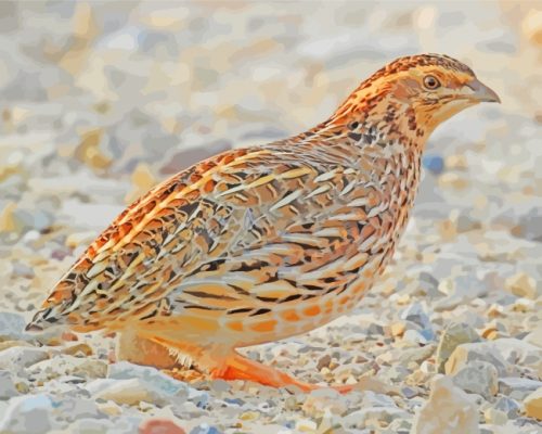 Common Quail Bird paint by numbers