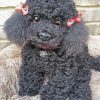 Aesthetic Black Poodle paint by numbers