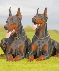 Doberman Dogs paint by numbers