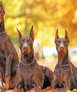 Doberman Family paint by numbers