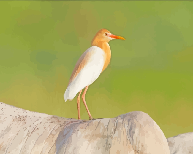 Aesthetic Egret Bird paint by numbers