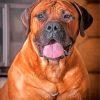 English Mastiff Dog paint by numbers