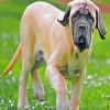 English Mastiff Puppy paint by numbers