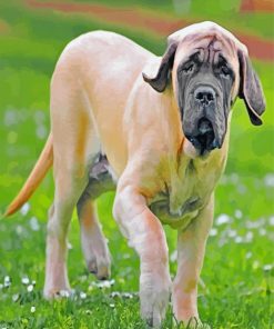 English Mastiff Puppy paint by numbers