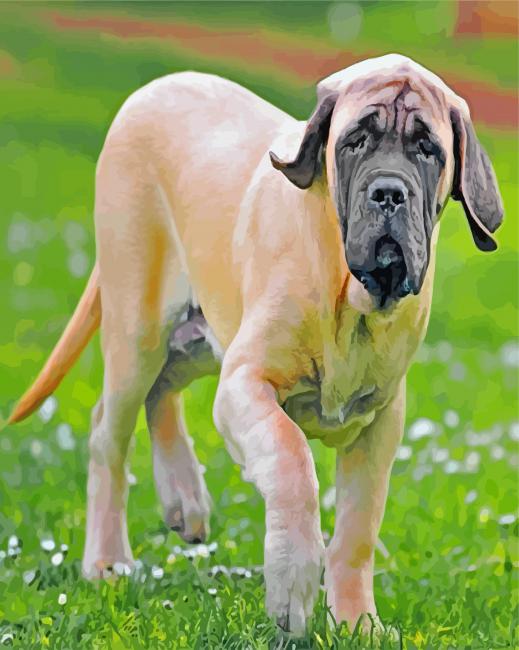 English Mastiff Puppy paint by numbers