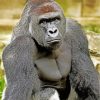 Gorilla Animal Paint by Numbers