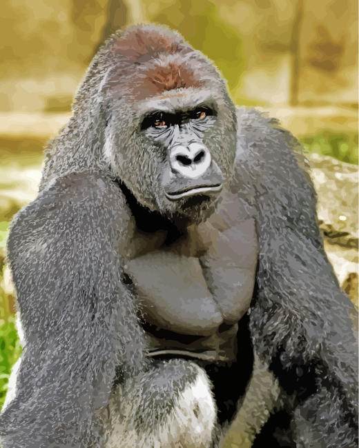 Gorilla Animal Paint by Numbers