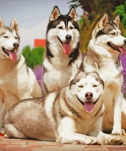 Huskies Dogs Animals paint by numbers