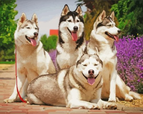 Huskies Dogs Animals paint by numbers