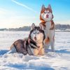 Aesthetic Huskies In Snow paint by numbers