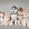 Huskies Puppies paint by numbers