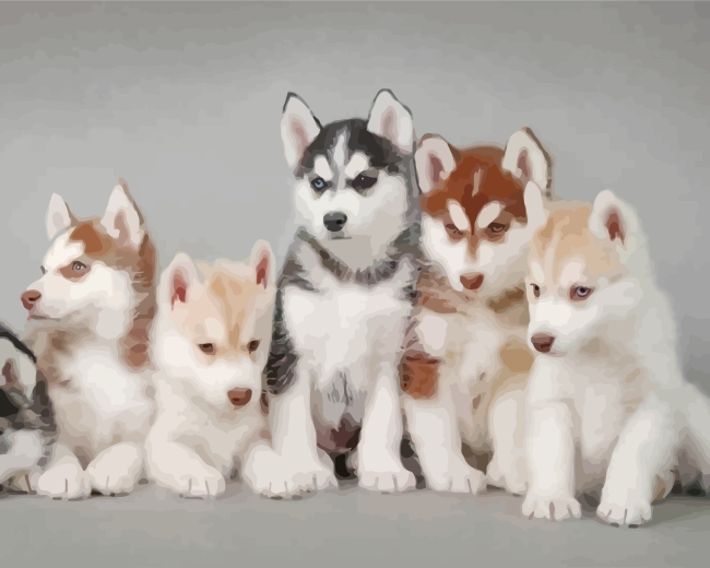 Huskies Puppies paint by numbers