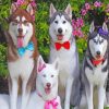 Huskies With Bow Tie paint by numbers