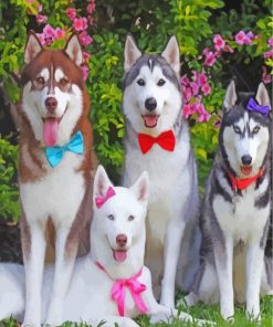 Huskies With Bow Tie paint by numbers