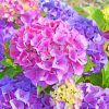 Hydrangea Flowers Plants paint by numbers