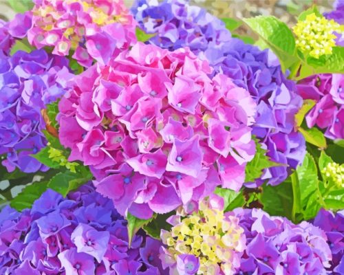 Hydrangea Flowers Plants paint by numbers