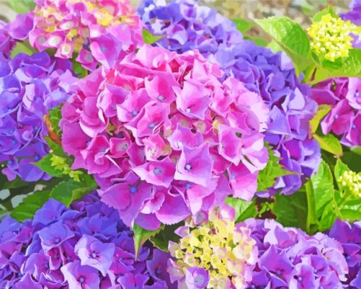 Hydrangea Flowers Plants paint by numbers