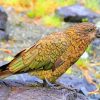 Aesthetic Kea Bird paint by numbers