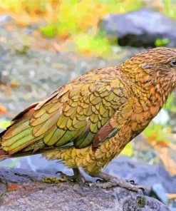 Aesthetic Kea Bird paint by numbers