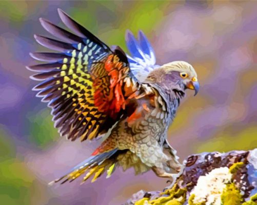 Kea Bird With Colorful Wing paint by numbers