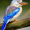 Kookaburra Beautiful Bird paint by numbers