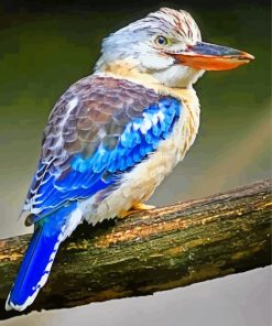 Kookaburra Beautiful Bird paint by numbers