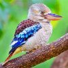 Aesthetic Kookaburra Bird paint by numbers