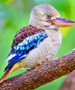 Aesthetic Kookaburra Bird paint by numbers