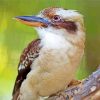 Kookaburra Bird paint by numbers