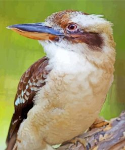 Kookaburra Bird paint by numbers