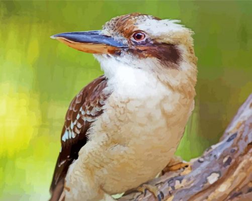 Kookaburra Bird paint by numbers