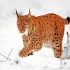 Boreal Lynx In The Snow paint by numbers