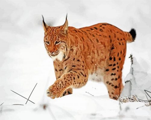 Boreal Lynx In The Snow paint by numbers